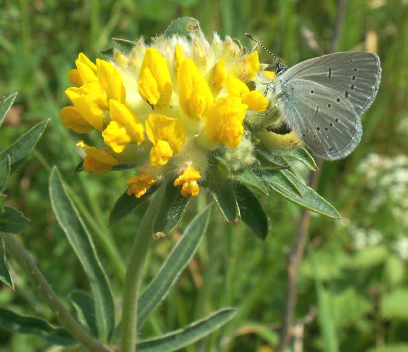 Pale blue butterfly feeding on yellow flower