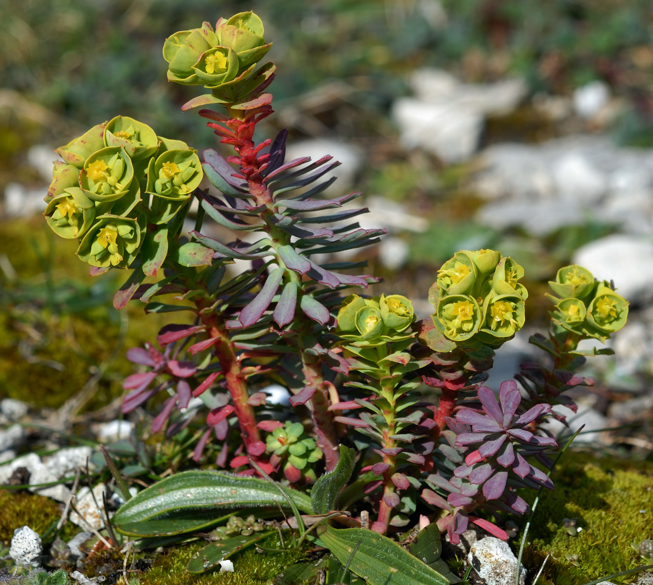 Yellow, red and green flowering spikes