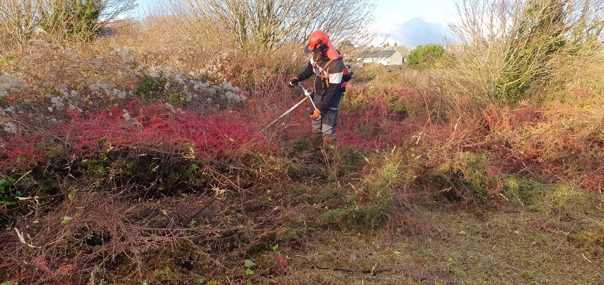 Man with strimmer cutting vegetation