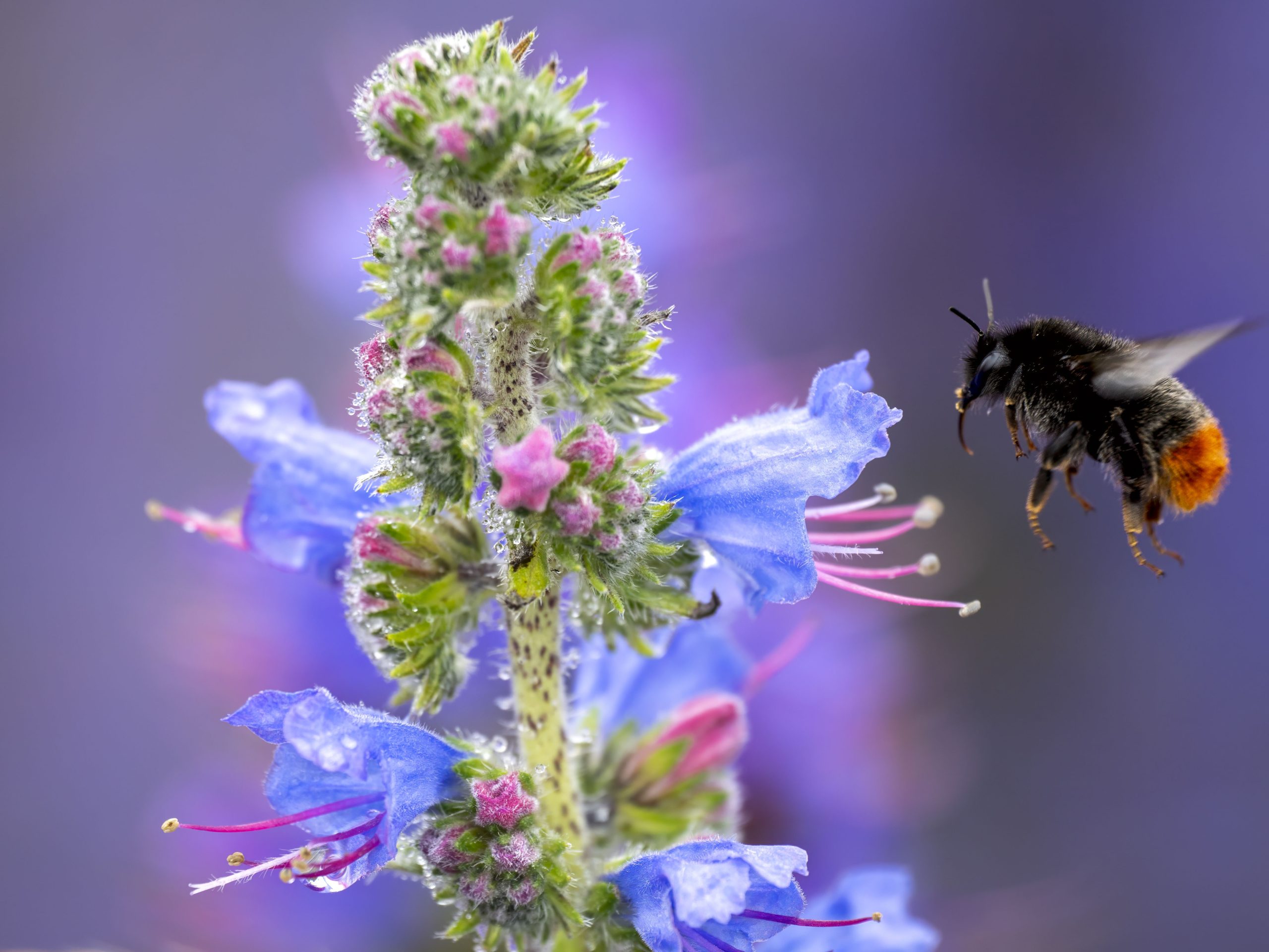 Purple and pink flower spike with bumblebee